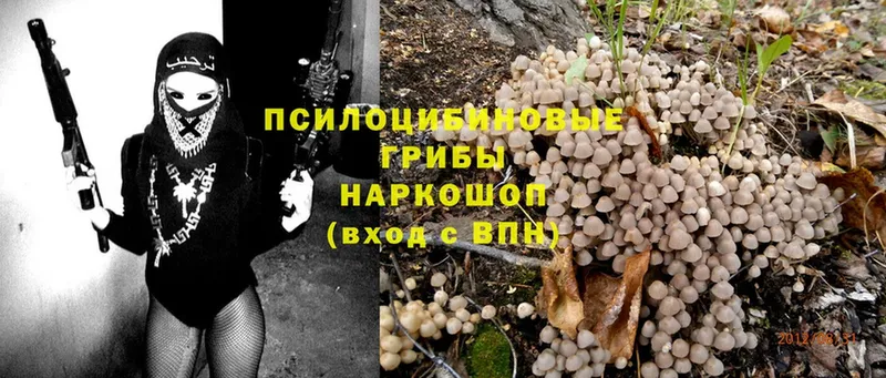 Псилоцибиновые грибы MAGIC MUSHROOMS  Полевской 